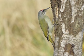 Grey woodpecker (Picus canus), male sitting on the trunk of a grey birch tree (Betula populifolia),