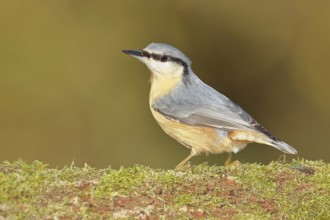 Nuthatch (Sitta europaea) sitting on a tree root covered with moss, Wilnsdorf, North