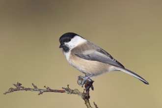 Willow tit (Parus montanus) sitting on a branch in a blackthorn bush, (Prunus spinosa), blackthorn,