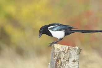 European magpie (Pica pica) sitting on a stump of a grey birch (Betula populifolia), with autumn