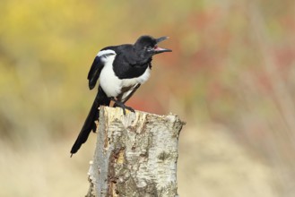 European magpie (Pica pica), sitting on a stump of a gray birch tree (Betula populifolia), with an