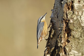 European nuthatch (Sitta europaea), on the trunk of a birch tree, Wilnsdorf, North