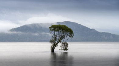 A single tree in Lake Taupo. Waikato, North Island, New Zealand
