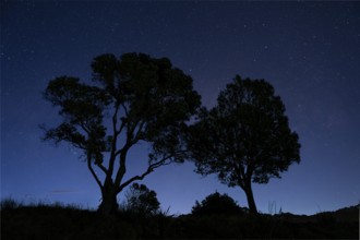 New Zealand Christmas tree (Metrosideros) . Two trees at night, sky with stars. Hahei, Coromandel