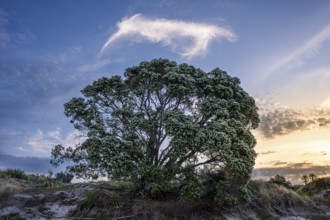 New Zealand Christmas tree (Metrosideros) in the evening, blooming. In the sky, a cloud in the
