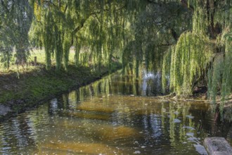 A quiet river surrounded by overhanging willow trees with a peaceful atmosphere, River Dinkel,
