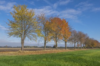 Tree avenue in autumn, autumn colors, Münsterland, North Rhine-Westphalia, Germany