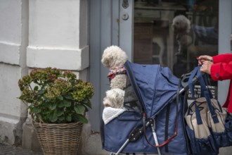 Two dogs are taken for a walk in a stroller, Hanseatic City of Lübeck, Schleswig-Holstein, Germany