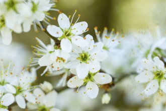 Blackthorn (Prunus spinosa) Blossoms flowering in spring, Bavaria, Germany, Europe, Helena,