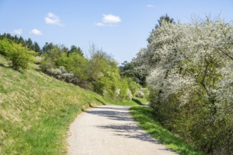 Blackthorn (Prunus spinosa) bushes flowering beside a little road in spring on a sunny day,