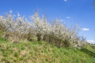 Blackthorn (Prunus spinosa) bushes flowering on a meadow in spring on a sunny day, Bavaria, Germany