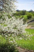 Blackthorn (Prunus spinosa) bushes flowering on a meadow in spring on a sunny day, Bavaria,