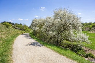 Blackthorn (Prunus spinosa) bushes flowering beside a little road in spring on a sunny day,
