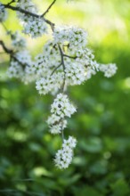 Blackthorn (Prunus spinosa) Blossoms flowering in spring, Bavaria, Germany, Europe, Helena,