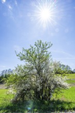 Blackthorn (Prunus spinosa) bushes flowering on a meadow in spring on a sunny day, Bavaria, Germany