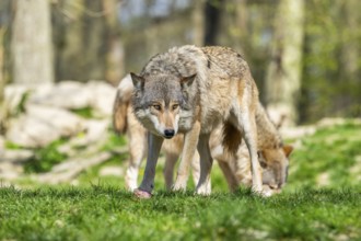 Eastern wolf (Canis lupus lycaon) standing on a meadow, Bavaria, Germany