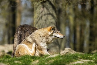 Eastern wolf (Canis lupus lycaon) sitting on a meadow, Bavaria, Germany