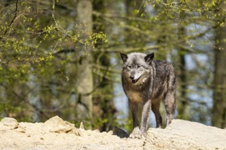 Eastern wolf (Canis lupus lycaon) sitting on a little hill, Bavaria, Germany