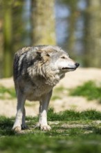 Eastern wolf (Canis lupus lycaon) standing on a meadow, Bavaria, Germany