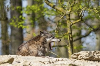 Eastern wolf (Canis lupus lycaon) lying on a little hill, Bavaria, Germany, Europe on a little