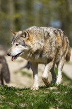 Eastern wolf (Canis lupus lycaon) walking on a meadow, Bavaria, Germany