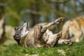 Eastern wolf (Canis lupus lycaon) lying on a meadow, Bavaria, Germany