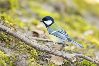 Great tit (Parus major) sitting on a branch, Bavaria, Germany