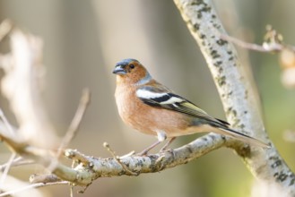 Eurasian chaffinch (Fringilla coelebs) male sitting on a branch, Bavaria, Germany