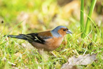 Eurasian chaffinch (Fringilla coelebs) male sitting on the ground, Bavaria, Germany