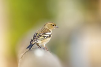Eurasian chaffinch (Fringilla coelebs) sitting on a wood, Bavaria, Germany