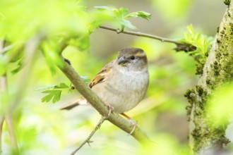 House sparrow (Passer domesticus) sitting on a little branch, Bavaria, Germany