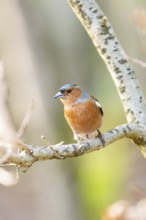 Eurasian chaffinch (Fringilla coelebs) male sitting on a branch, Bavaria, Germany