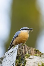 Eurasian nuthatch (Sitta europaea) sitting on a wood, Bavaria, Gernany