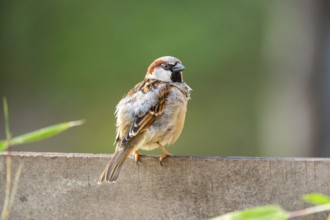 House sparrow (Passer domesticus) sitting on a wall, Bavaria, Germany