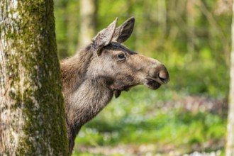 Eurasian elk (Alces alces) in a forest in early summer, Bavarian Forest National Park, Germany