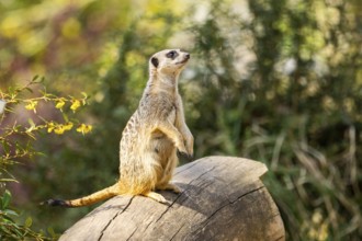 Meerkat (Suricata suricatta) standing sweet and curious on a tree trunk in the desert, captive,