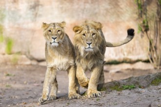 Two asiatic lions (Panthera leo persica) walking on the ground, Germany