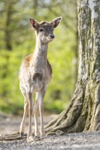 European fallow deer (Dama dama) doe in a forest, Bavaria, Germany