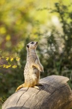 Meerkat (Suricata suricatta) standing sweet and curious on a tree trunk in the desert, captive,