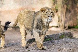 Asiatic lion (Panthera leo persica) walking on the ground, Germany