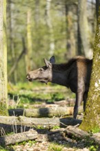 Eurasian elk (Alces alces) in a forest in early summer, Bavarian Forest National Park, Germany