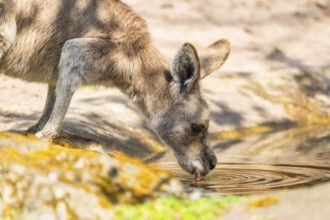 Eastern grey kangaroo (Macropus giganteus) drinking, captive, Germany