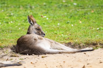 Eastern grey kangaroo (Macropus giganteus) on a meadow, captive, Germany