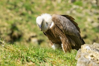 Eurasian griffon vulture (Gyps fulvus) standing on the ground, Bavaria, Germany