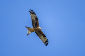 Red kite (Milvus milvus) flying in the sky, Bavaria, Germany