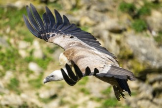 Eurasian griffon vulture (Gyps fulvus) flying over a meadow, Bavaria, Germany