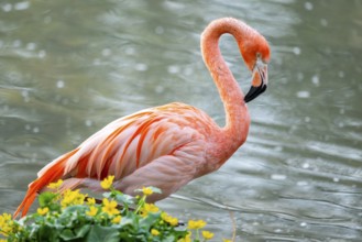 American flamingo (Phoenicopterus ruber) standing in the water, Germany