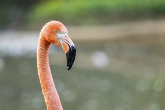 American flamingo (Phoenicopterus ruber), portrait in the water, Germany