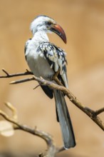 Mopanetoko (Tockus rufirostris) (Tockus erythrorhynchus rufirostris) sitting on a leafless branch,