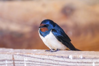 Barn swallow (Hirundo rustica) sitting on a wood, Bavaria, Germany